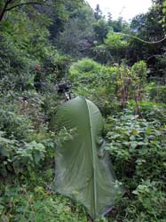 В первый день я чуть было не поджарился на горячем тропическом солнце, и, едва добравшись до гор, встал на ночлег на старой заросшей тропе. Два года назад здесь еще жили люди.