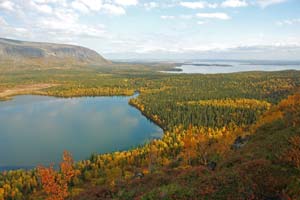 Осенний лес под сбросами