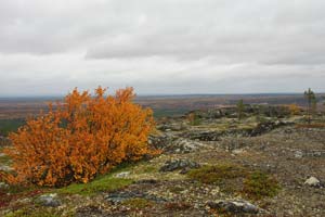 Особо стойкая березка