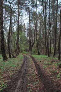 Дорога в Жары