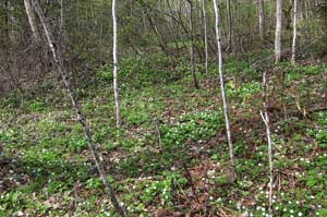 На Паше весна уже в самом разгаре