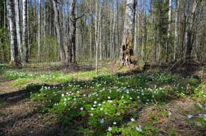 Коврик из ветреницы