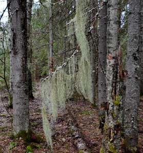 Бородатый лес.