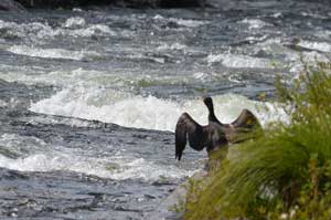 Плавать то я могу, а вот летать еще не научился
