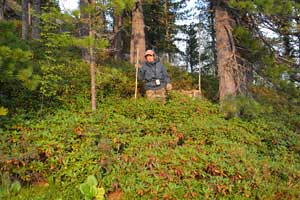 Рододендрятник на ребре в лесу