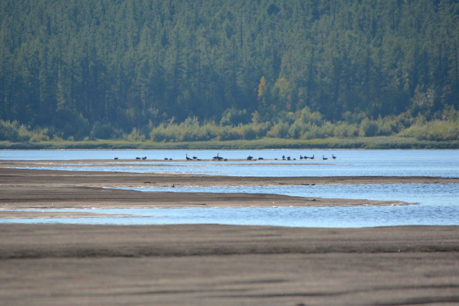 Впереди гусиная стая