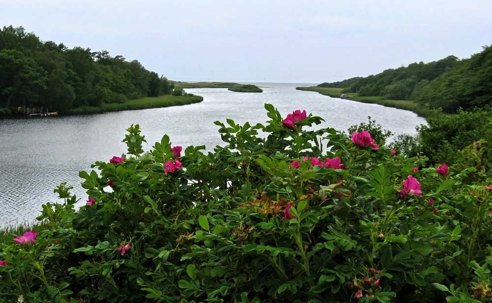Устье Lagan