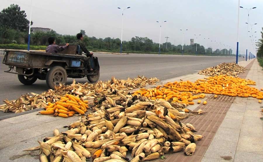 Wide avenues good for drying corn