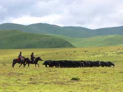 Bai He  river is a tributary of Huanhe. It's wide valley is spread on the altitudes 3400-3500 m. There are a lot of cattle raised on it's green hilly banks.