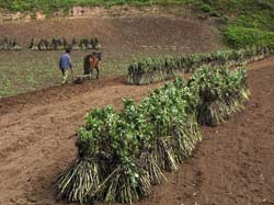 Farmers' work hours begin at 5:30 and end at19:00. I can't guarantee that this is the same shift of farmers: every day I saw different people. But the truth is: all the daytime is used to work 